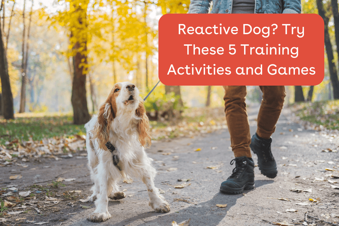 How to Help a Reactive Dog