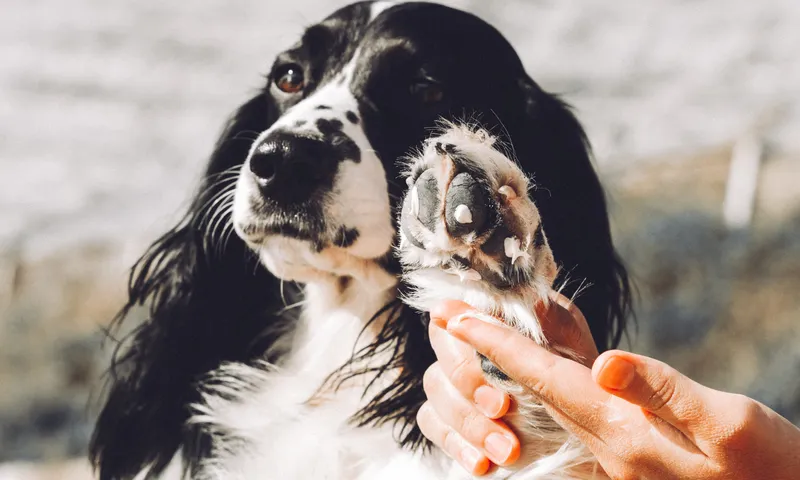 How to Help Dog With Dry Skin