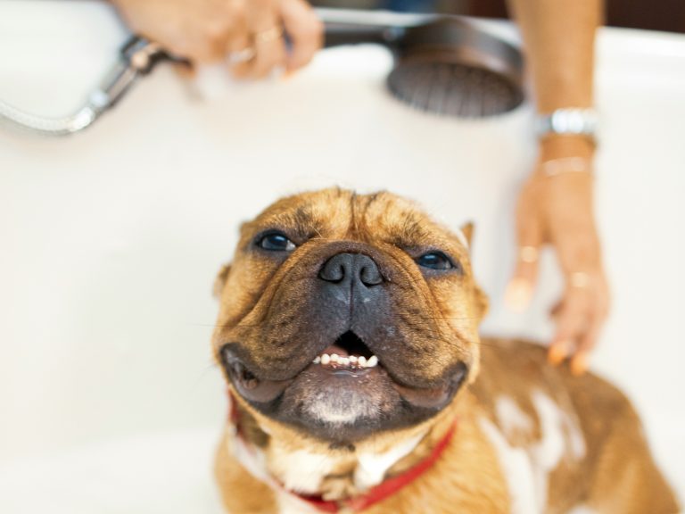 How to Help Dogs With Dry Skin