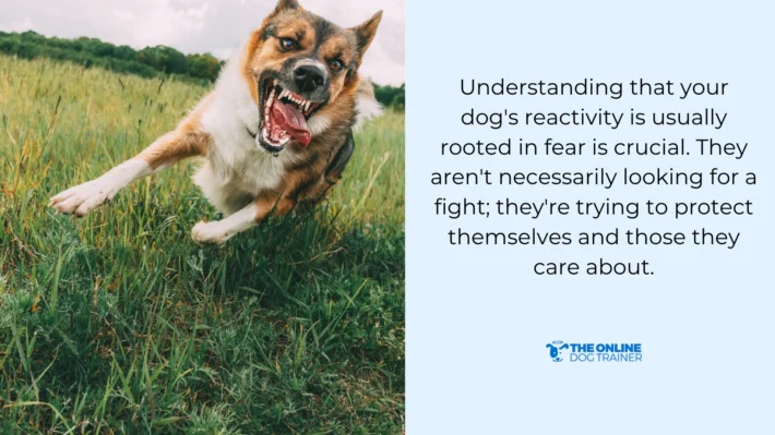 How to Help Reactive Dog