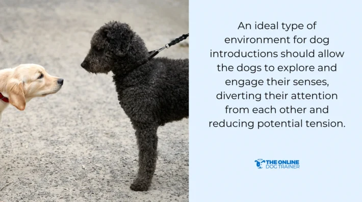 How to Introduce Dogs When One is Reactive
