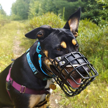 How to Make a Muzzle for a Dog