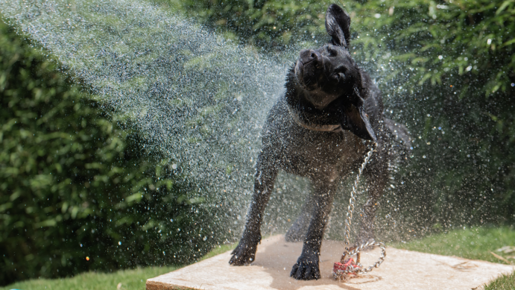 How to Make Homemade Shampoo for Dogs