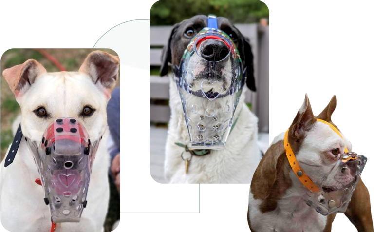 How to Muzzle a Dog With No Muzzle