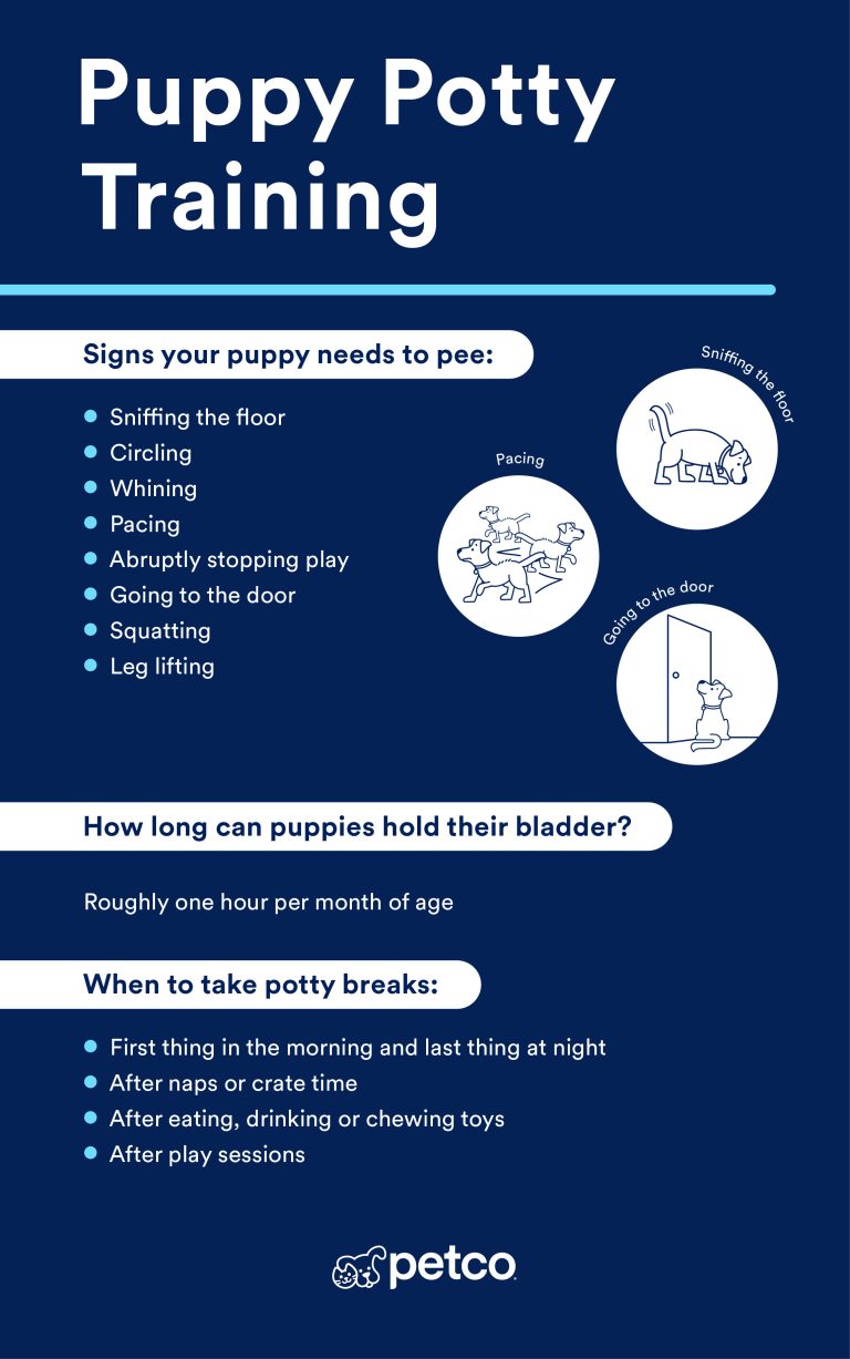 How to Potty Train a Rescue Dog