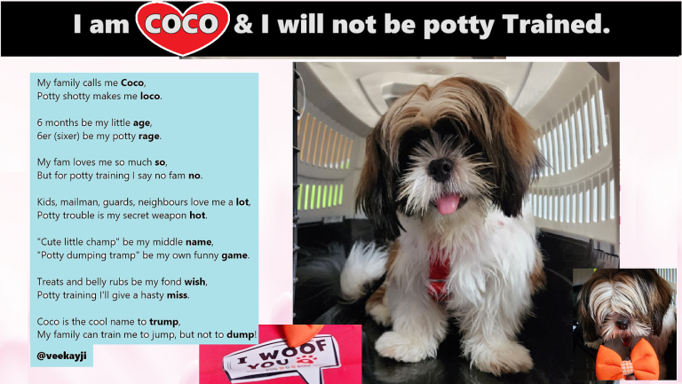 How to Potty Train a Shih Tzu Dog