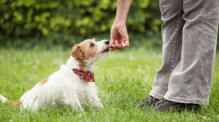 How to Potty Train an Older Dog