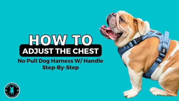 How to Put a Dog Harness on a Puppy: Easy Guide