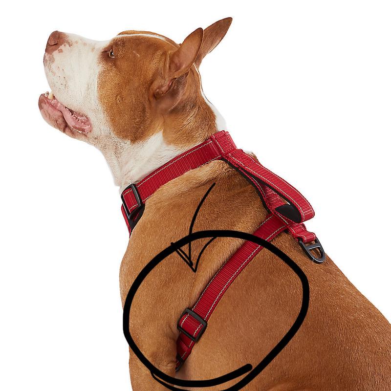 How to Put a Kong Harness on a Dog: Easy Guide