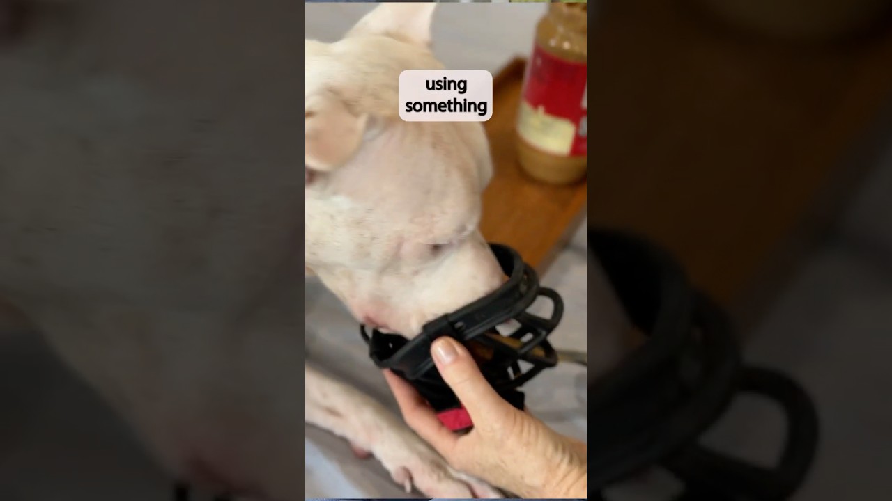 How to Put Dog Muzzle on