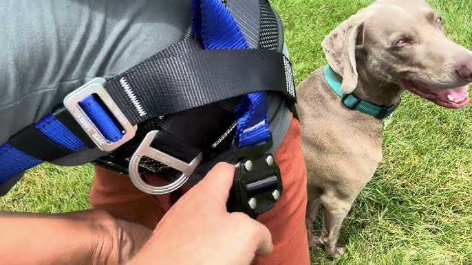 How to Put Kong Harness on Dog: A Step-by-Step Guide