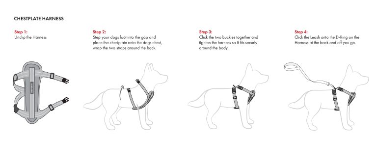 How to Put on Dog Harness