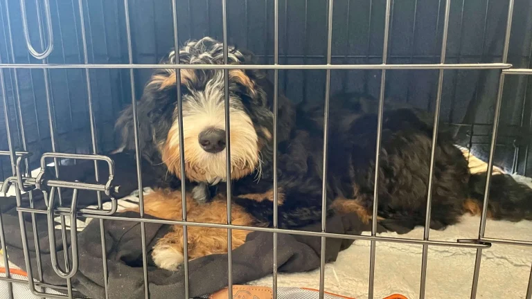 How to Stop a Dog from Howling in Crate