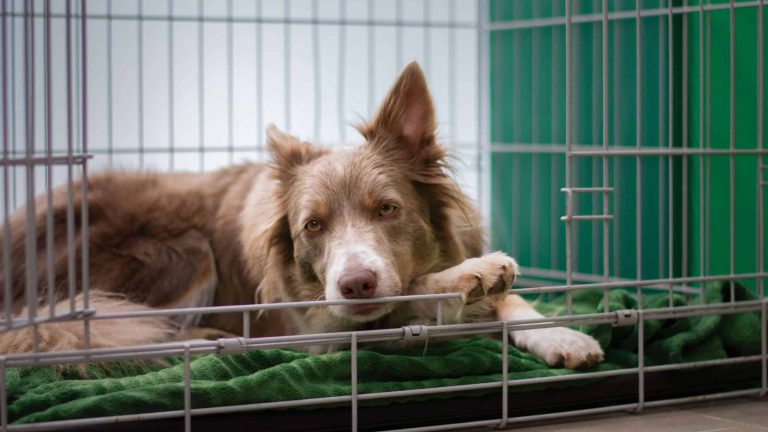 How to Stop a Dog from Peeing in Their Crate