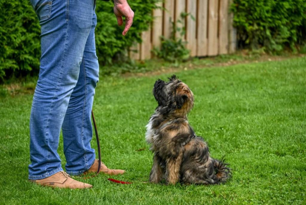 How to Train a Dog to Stay in the Yard