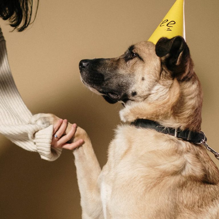 How to Train an Adult Dog