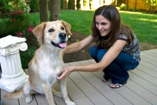 How to Train an Older Dog to Be Housebroken