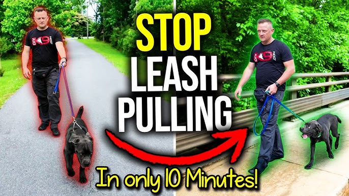 How to Train Dog to Stop Pulling on Leash