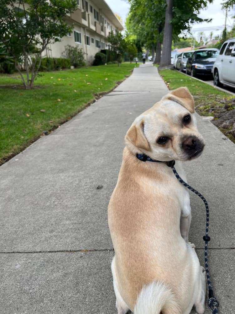 How to Train Small Dogs