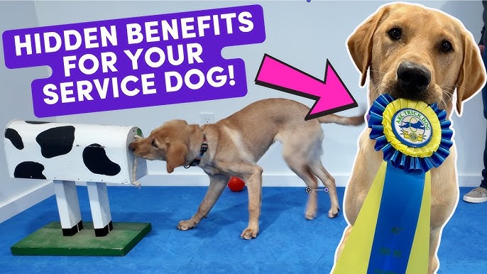 How to Train Therapy Dogs