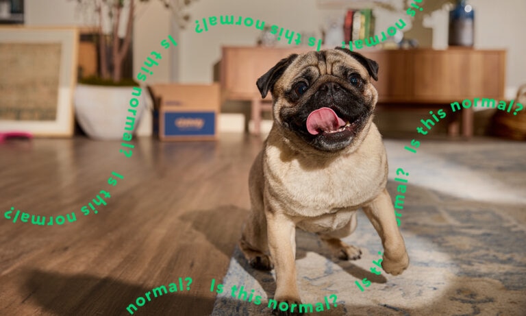 How to Train Your Dog Not to Run Away