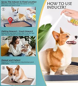How to Train Your Dog to Pee Outside