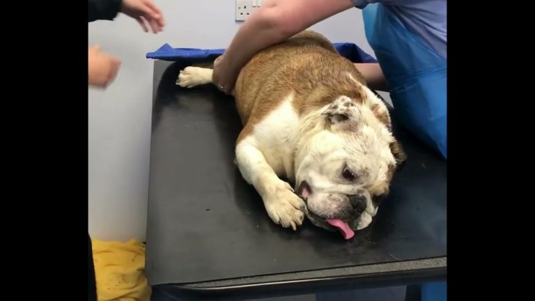 How to Treat a Dog in Shock at Home