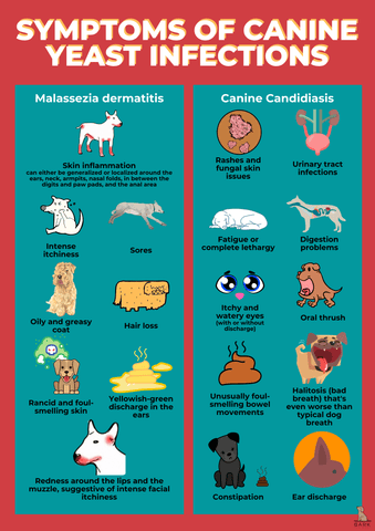 How to Treat a Dog'S Skin Yeast Infection