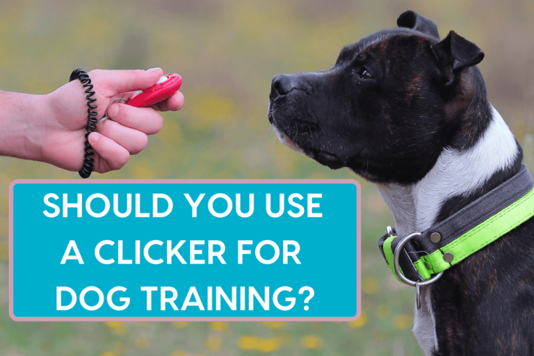 How to Use Clicker to Train Dog