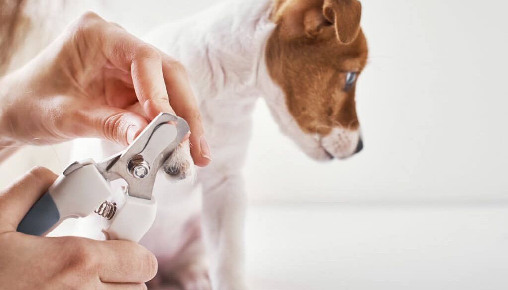 How to Use Dog Clippers With Guard