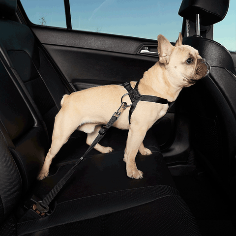 How to Use Dog Harness: A Step-by-Step Guide