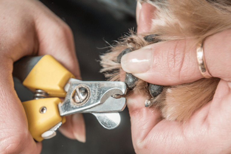 How to Use Dog Nail Clippers