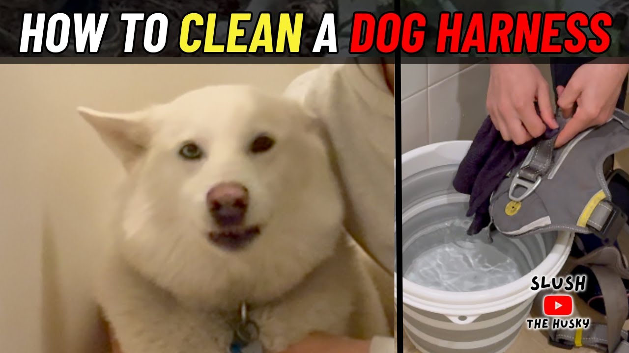 How to Wash Dog Harness: Easy Cleaning Guide
