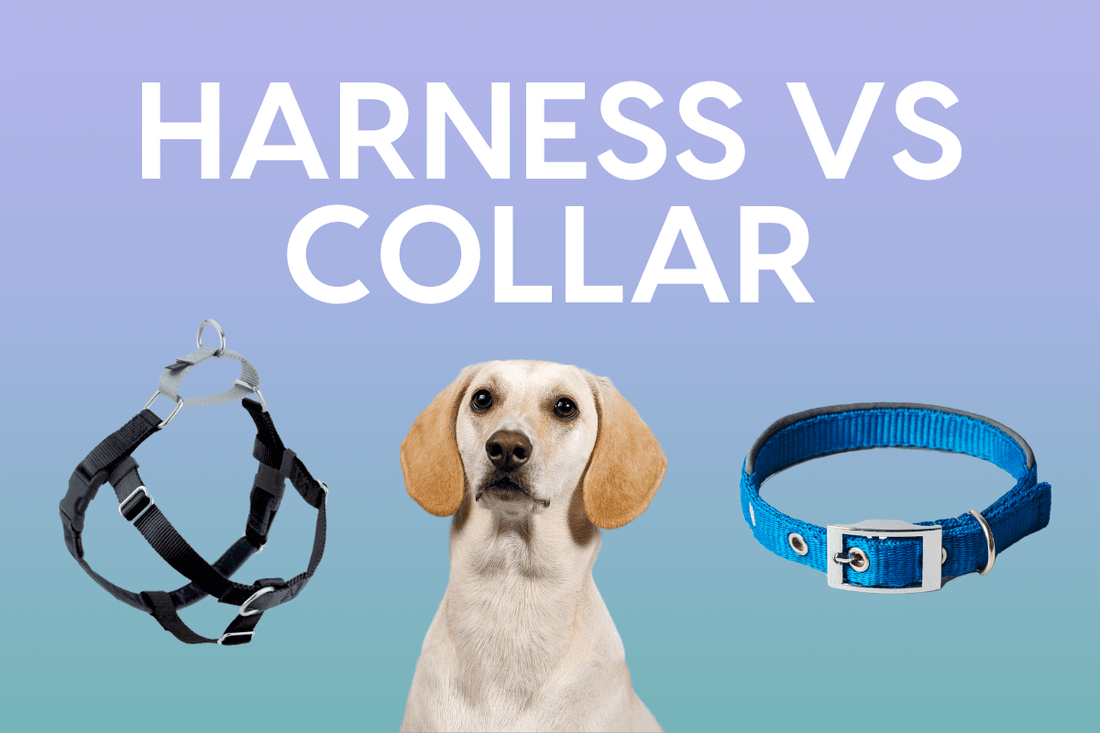 Is a Dog Harness Better Than a Collar: Pros and Cons