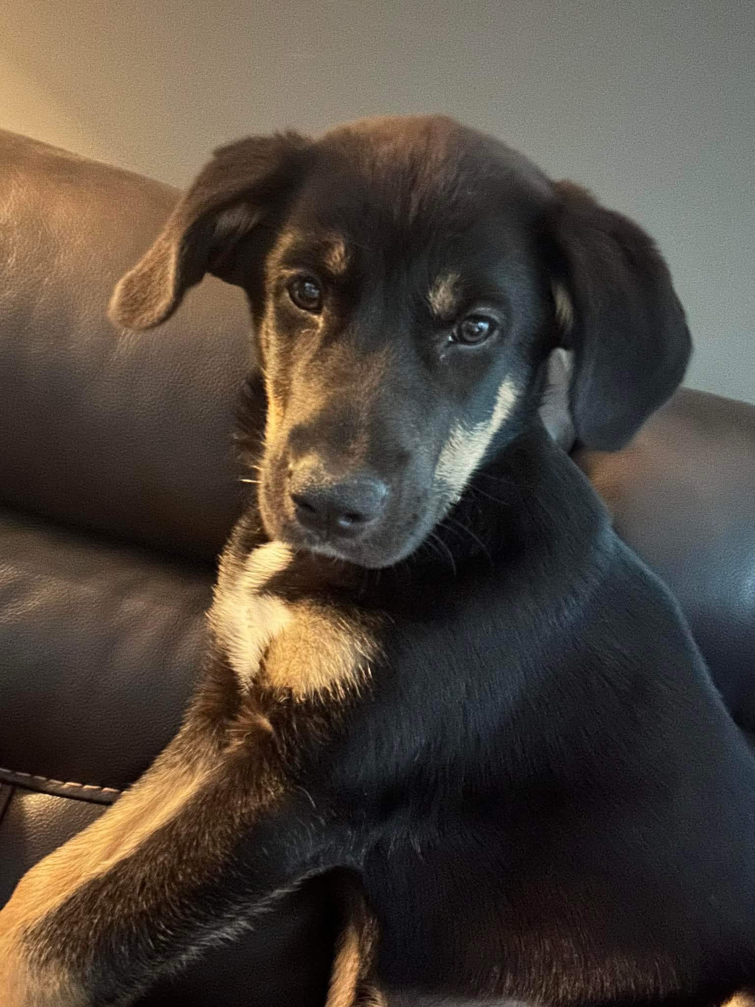 Is Adoption Free for Dogs