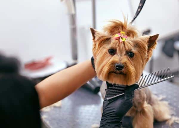 Should You Tip for Dog Grooming