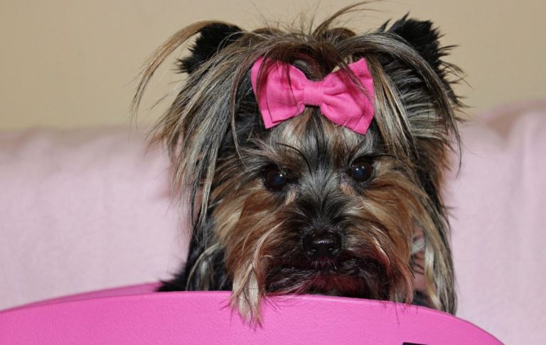 What Age Should You Stop Breeding a Dog
