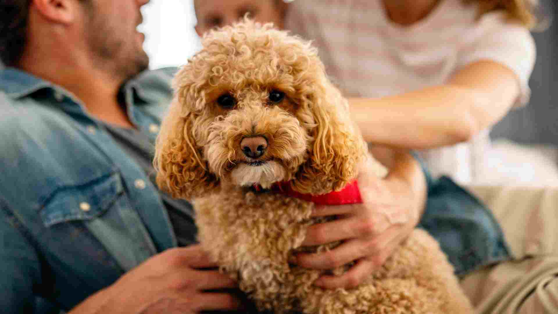 What are Good Family Dog Breeds