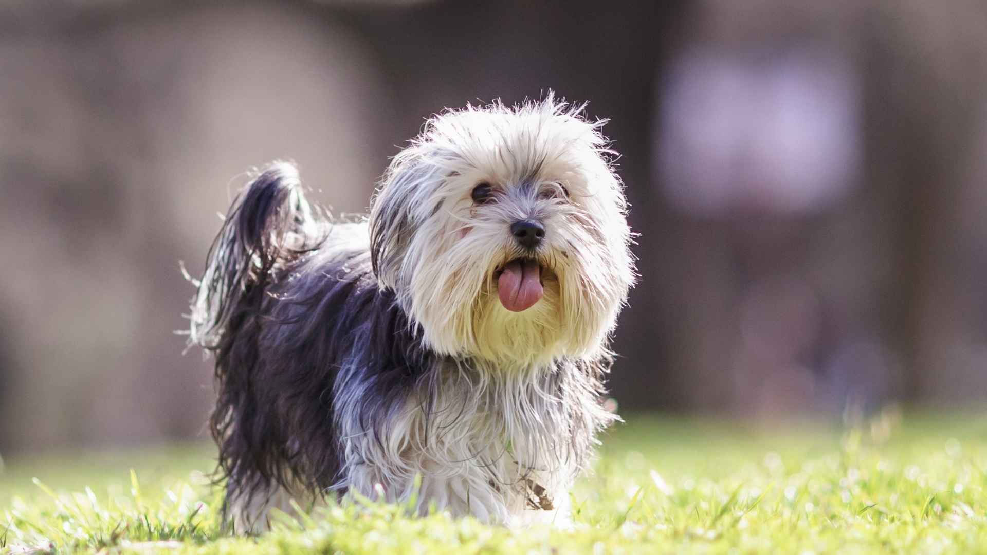 What are Some Small Dog Breeds