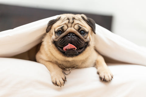 What are the Best Dog Breeds for Apartments