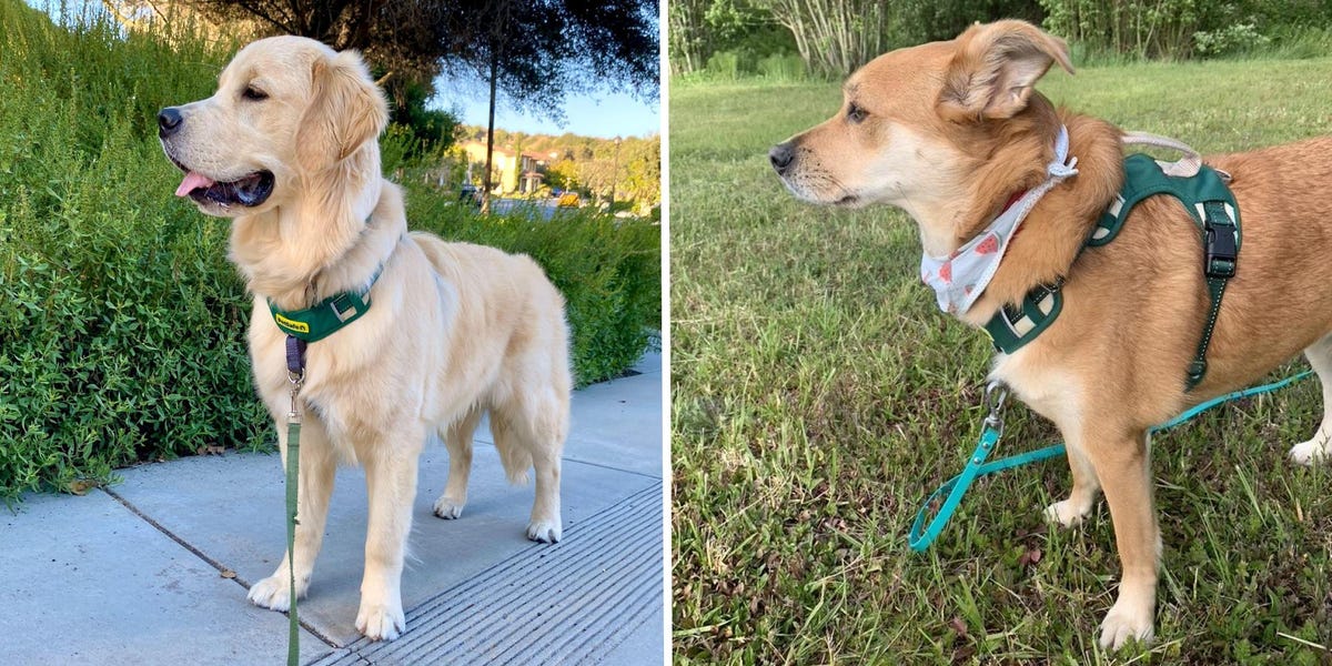 What are the Best Harnesses for Dogs: Top Picks Unleashed