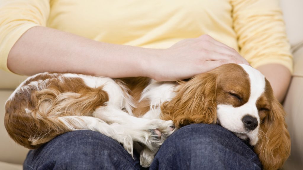 What are the Cuddliest Dog Breeds