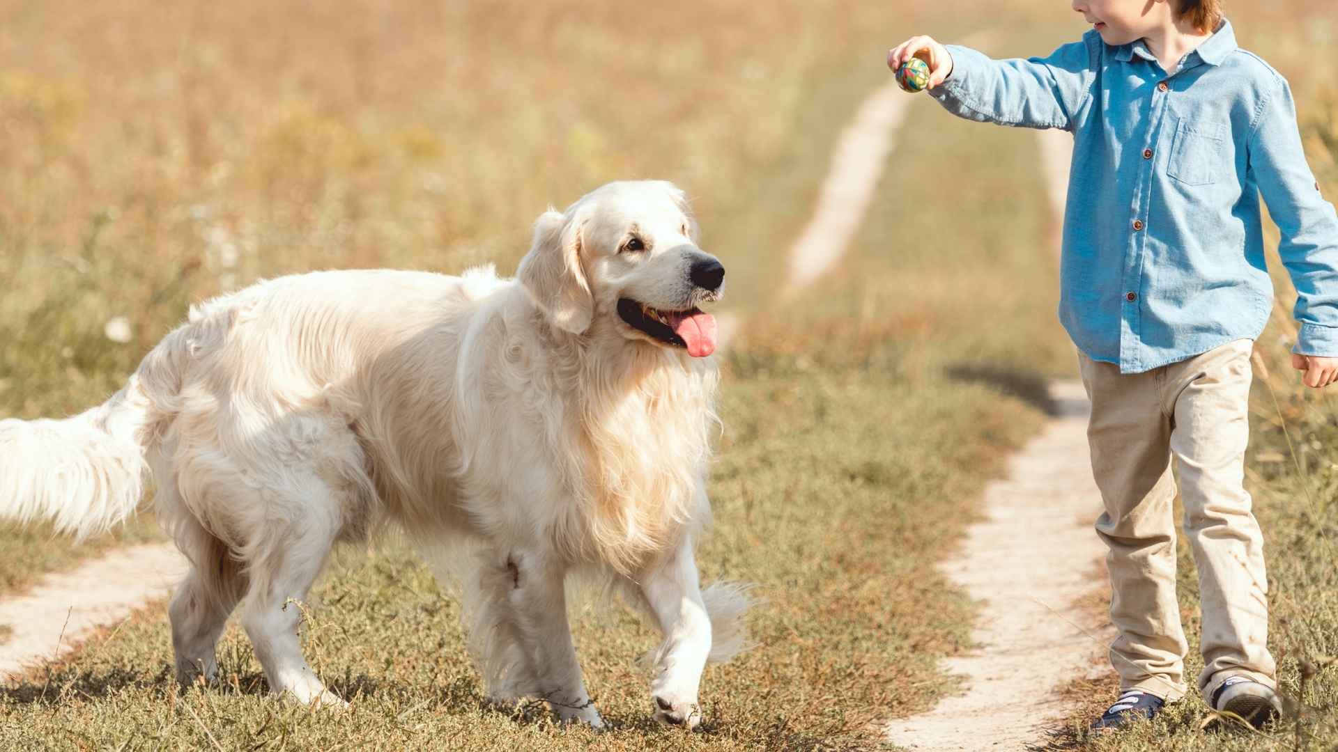What are the Friendliest Dog Breeds