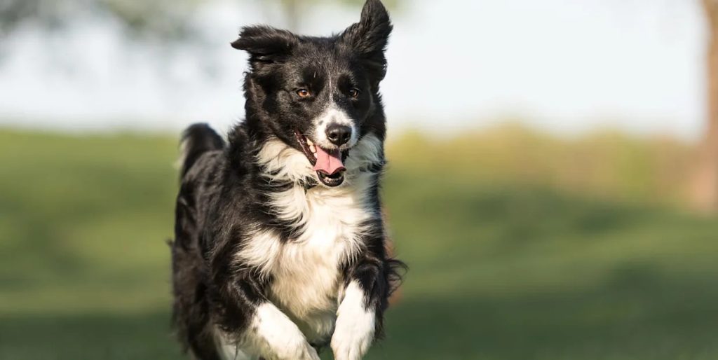 What are the Healthiest Dog Breeds