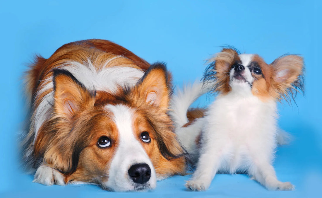 What are the Longest Living Dog Breeds