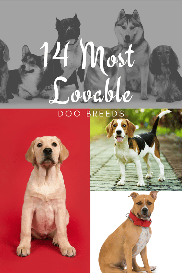 What are the Most Affectionate Dog Breeds