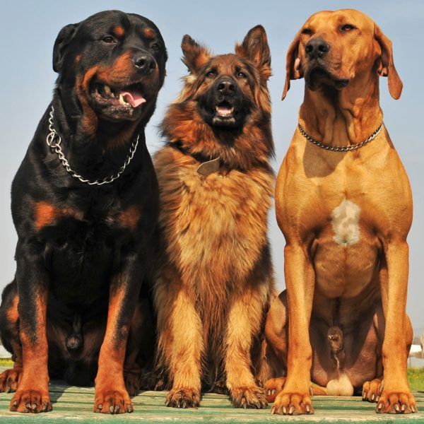 What Breeds are Good Guard Dogs