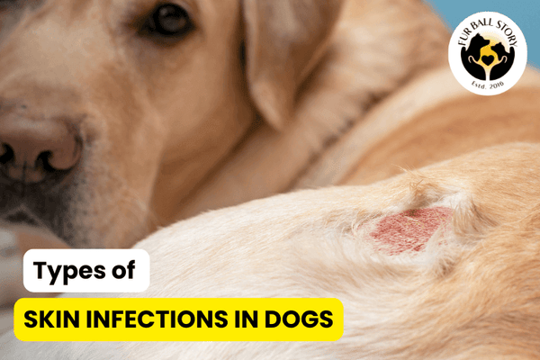 What Causes Skin Infections in Dogs