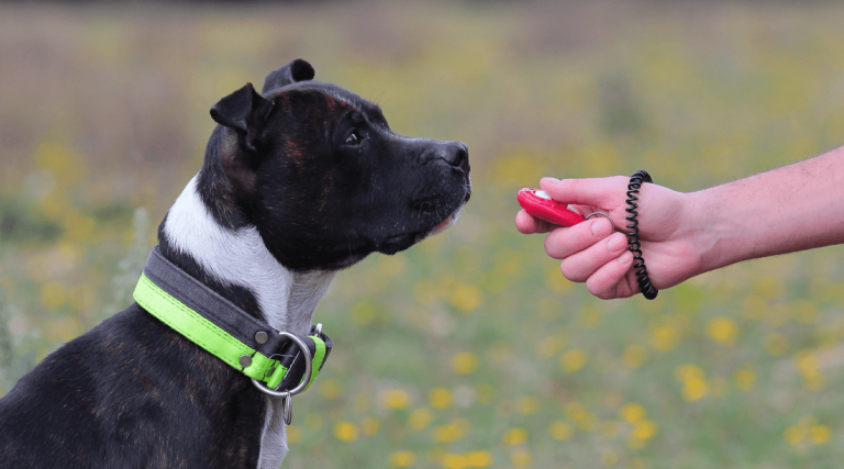 What Does a Dog Clicker Do