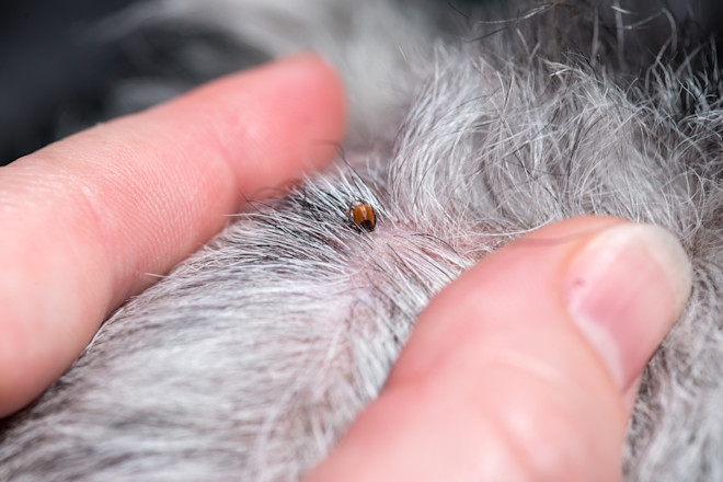 What Does a Tick Look Like on a Dog Skin